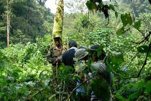 ブウィンディ原生国立公園の画像5