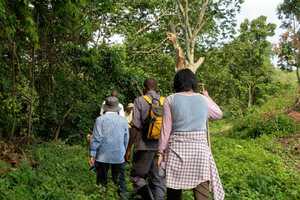 ブウィンディ原生国立公園の画像4
