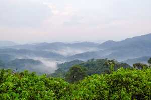 ブウィンディ原生国立公園の画像10