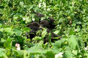 ブウィンディ原生国立公園の画像7