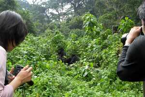 ブウィンディ原生国立公園の画像8