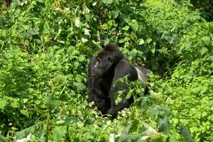 ブウィンディ原生国立公園の画像6