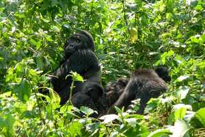 ブウィンディ原生国立公園の画像9
