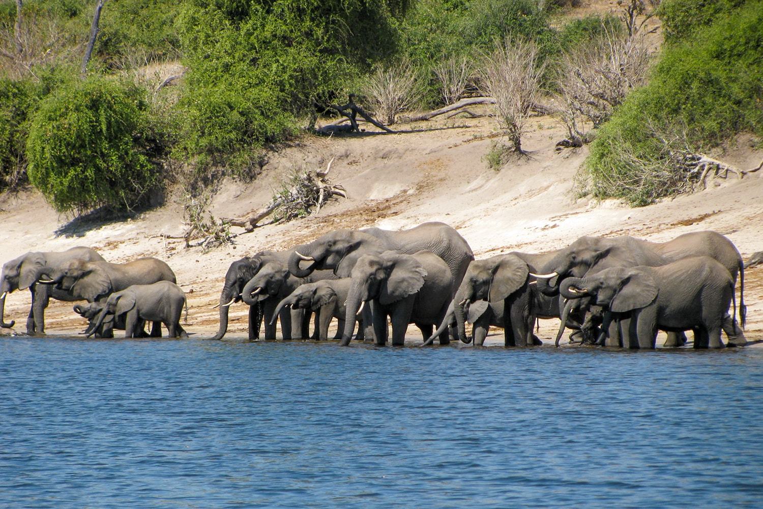 チョベ国立公園（ボツワナ） アフリカ旅行の道祖神