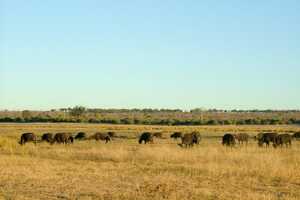 チョベ国立公園の画像12