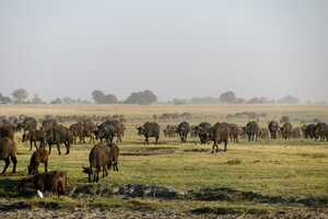 チョベ国立公園の画像13