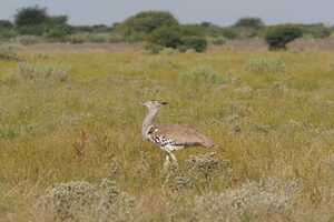 セントラル・カラハリ動物保護区の画像7