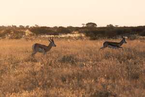 セントラル・カラハリ動物保護区の画像11