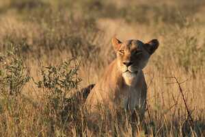 セントラル・カラハリ動物保護区の画像5