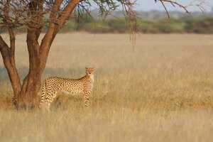 セントラル・カラハリ動物保護区の画像