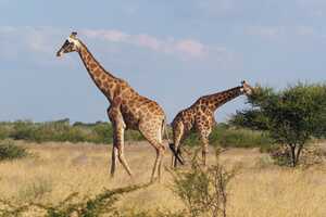 セントラル・カラハリ動物保護区の画像10