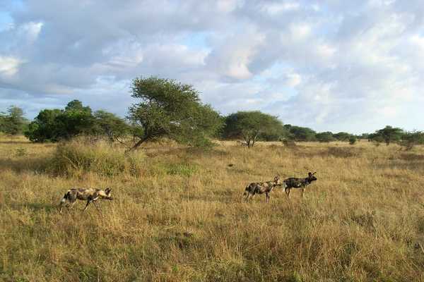 クルーガー国立公園(南アフリカ) アフリカ旅行の道祖神