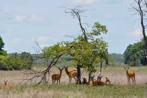 カサンカ国立公園の画像3