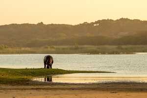 シュシューウェ・インフォロジ動物保護区の画像5