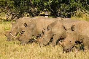 シュシューウェ・インフォロジ動物保護区の画像4