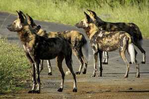 シュシューウェ・インフォロジ動物保護区の画像6