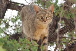 他の公園と比較して遭遇率が高いりビアヤマネコ