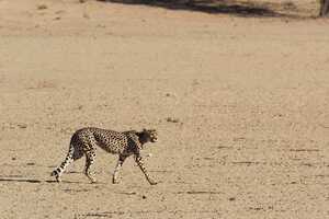 痩せて、研ぎ澄まされたかのように精悍なチーター