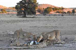 水場に集まるライオン