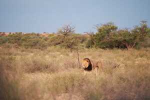 黒く立派なタテガミが特徴のカラハリ・ライオンのオス