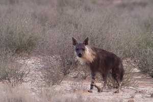 他の公園と比較して遭遇率が高いブラウンハイエナ