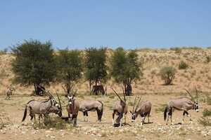 水場に集まるオリックス