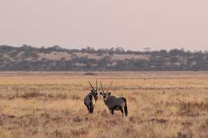 アリックスに代表される、乾燥に強い哺乳類が多く生息している