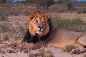 寄生虫が少ないため、体に傷が少なく毛並みの美しいライオンが多いと言われている