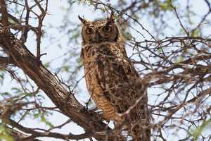 このアフリカワシミミズクをはじめ、フクロウ・ミミズク類との遭遇率も非常に高い