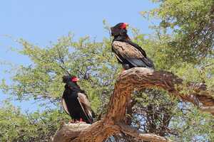 この公園で最も遭遇率の高い猛禽類の一つ、ダルマワシ