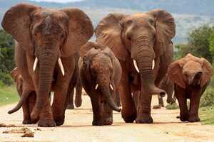 アドゥ・エレファント国立公園の画像5