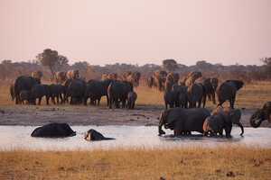 ワンゲ国立公園の画像4