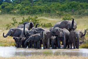 ワンゲ国立公園の画像2