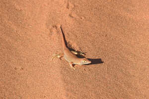 乾燥した砂漠で生きるカナヘビ
