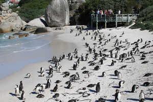 ケープタウンの画像6