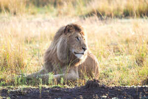 百獣の王・ライオン