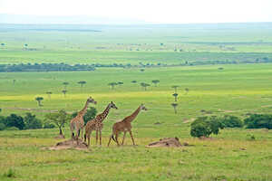 優雅に歩くキリン