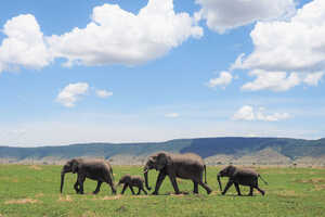 ゾウは子供を守るように歩きます