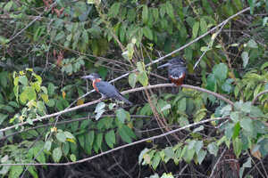 キングフィッシャーやビーイーターなど多くの野鳥も見られます