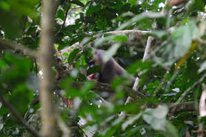 個性的な色彩のオスのマンドリルの撮影はなかなか大変です