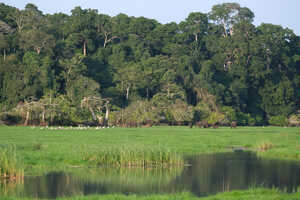 豊かな森と水、まさにガボンを象徴する景色がロアンゴにあります