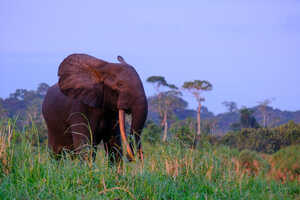 ガボン・エクスプローラー 13日間の画像