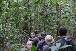 ウォーキングサファリではコロブスやダイカーなど森林性の動物が見られます