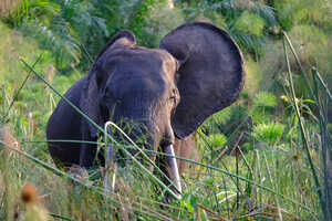 水位の低い乾季はパピルスが食べ物となるマルミミゾウ