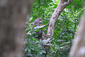 樹の上でたたずむ若いマンドリル