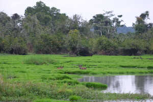 湿原にたたずむシタトゥンガのカップル