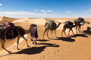 チュニジア ラクダと歩く砂漠旅 10日間