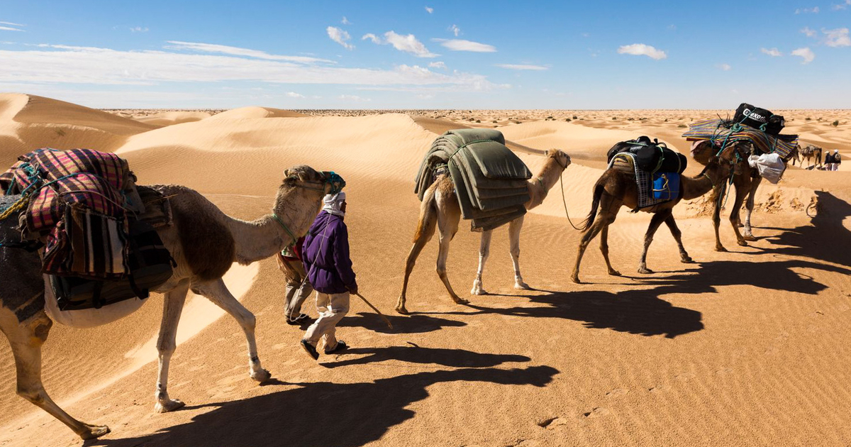 らくだ様確認用 心細 