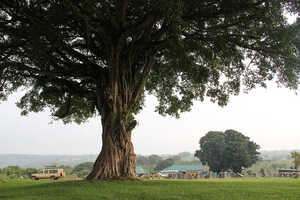大きなフィグツリーが目印の、ンゴロンゴロのキャンプサイト