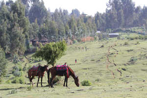 エチオピア ホース・トレッキング＆サファリ 8日間の画像
